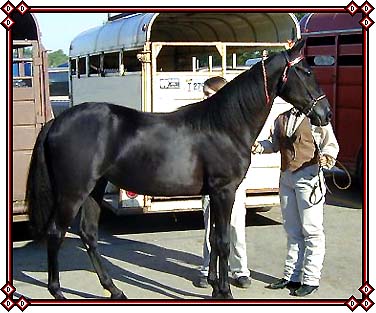 This is Velvet at the North Dakota State Fair as a yearling.