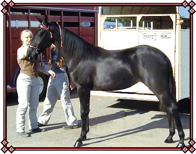 This is Velvet at the North Dakota State Fair as a yearling.
