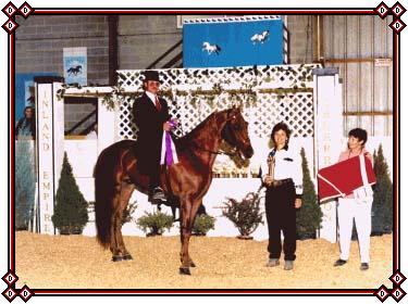 Dollar winning the English 2 gait Championship Class at the Inland Empire Grand Celebration in 1998