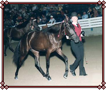 Gen's Major Babe as a yearling in Tennessee.