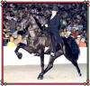 Our breeding stallion